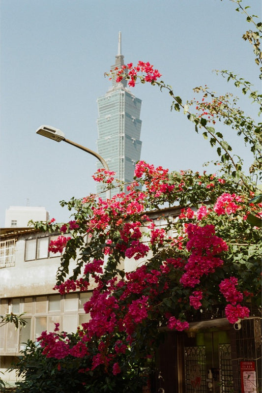 Bougainvilleas & Taipei